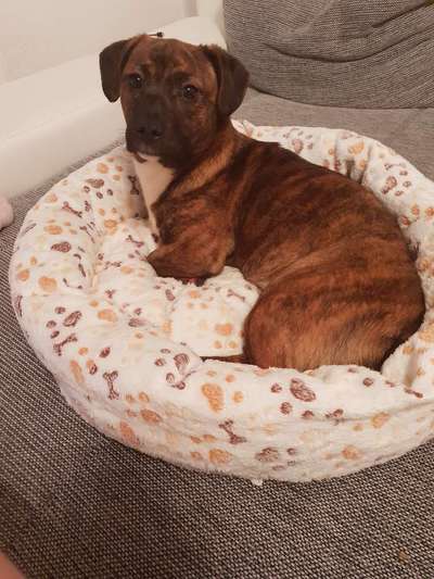 Als Welpen sind sie alle noch süßer-Beitrag-Bild