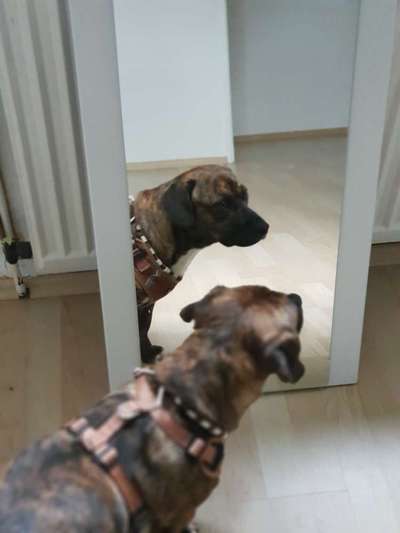 Als Welpen sind sie alle noch süßer-Beitrag-Bild