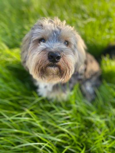 Maltipoo Freunde-Beitrag-Bild