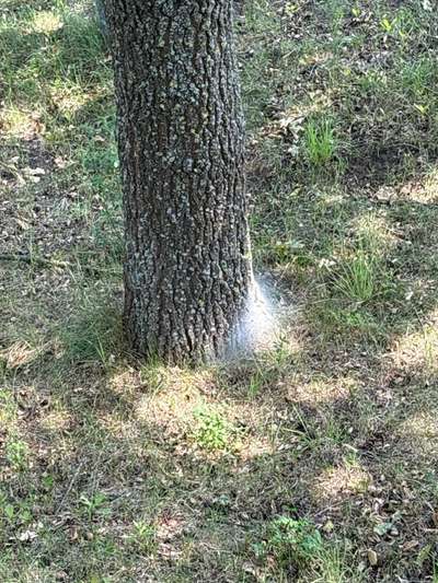 Giftköder-eichenprozessionsspinnen-Bild