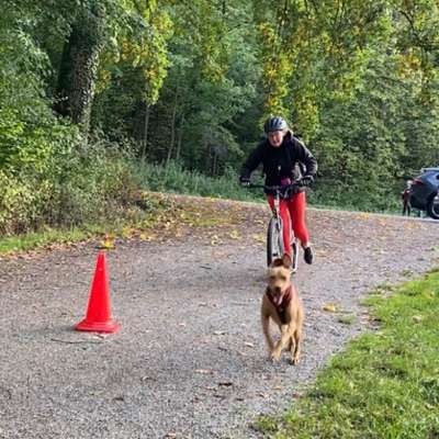 Hundetreffen-Gleichgesinnte für Dogscooter-Training-Bild