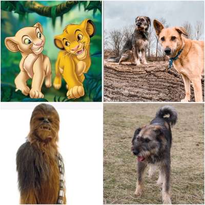 Wie heißt dein Hund?-Beitrag-Bild