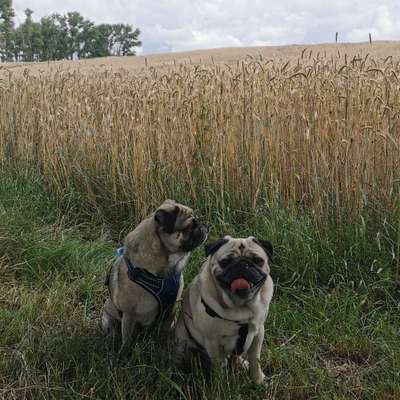 Hundetreffen-Spaziergang oder spielrunde🐕🦮-Profilbild