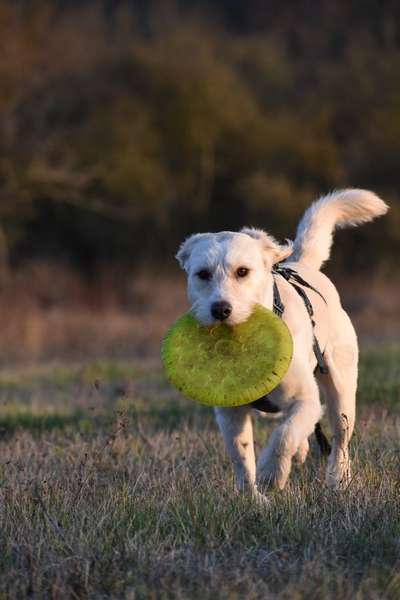 Hundetreffen-Sozialwalk duo. Hundebegegnung,soziale Kontakte.-Bild