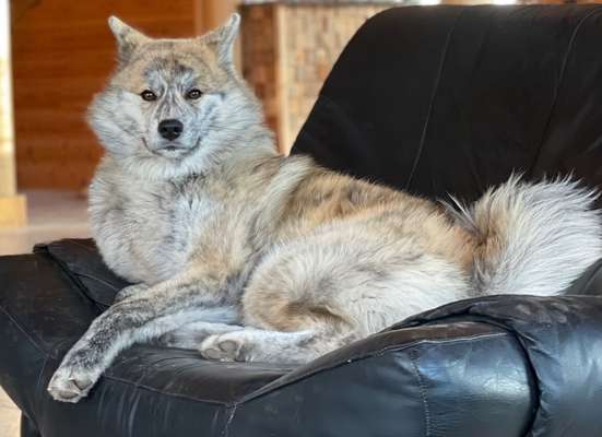 Akita Inu/American Akita (Mix) halter.-Beitrag-Bild