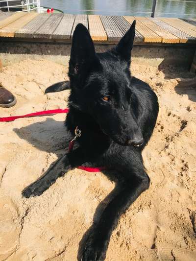 Deutsche Schäferhunde, Belgische Schäferhunde.-Beitrag-Bild