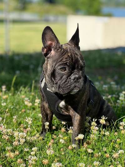 Französische Bulldoggen-Beitrag-Bild