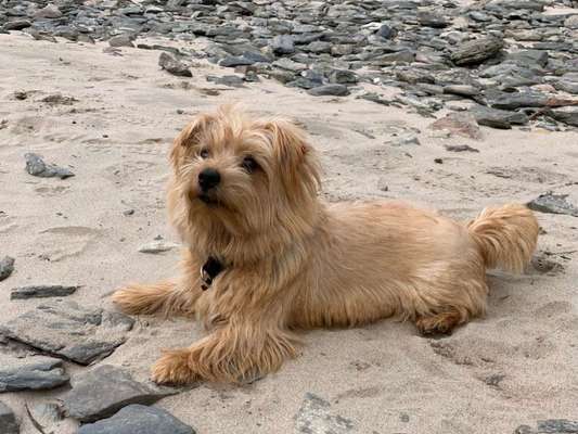 Hundetreffen-Gassi Runde und Spielen-Bild