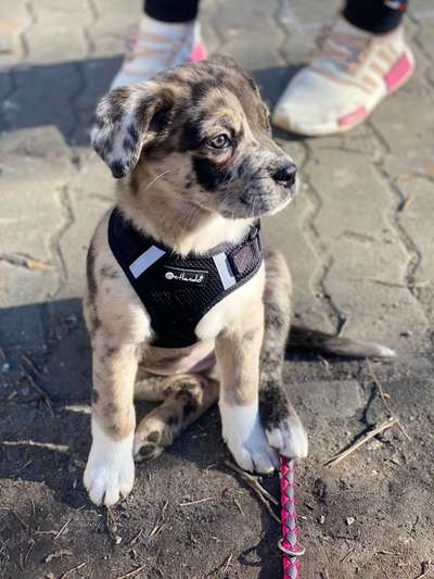 Dogorama Photo Challenge - Es wird nochmal kalt!-Beitrag-Bild