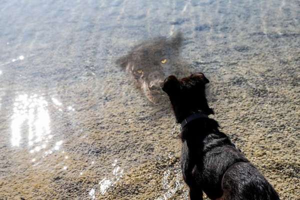 Dogorama-Monats-Challenge-Mai "Wasser"-Beitrag-Bild