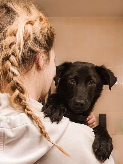 Hunde vom Tierschutzverein 🐕♥️-Beitrag-Bild