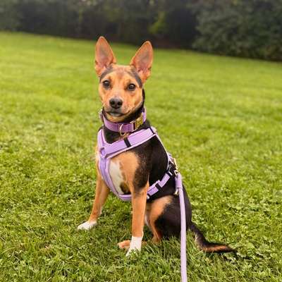 Hundetreffen-Nisha sucht Hundefreunde in Düren und Umgebung-Bild