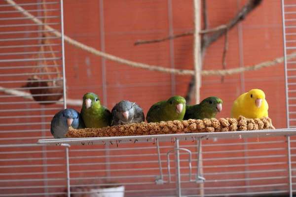 Andere Haustiere?-Beitrag-Bild