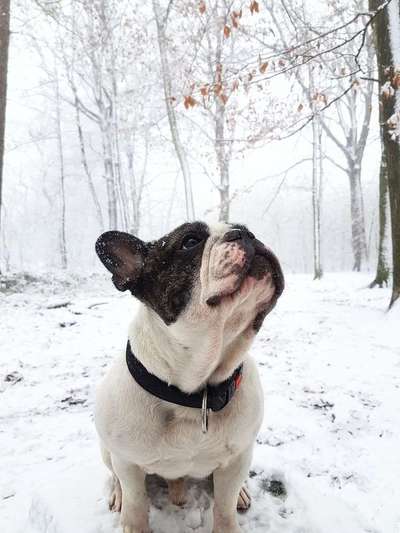 Zeigt mal die schönsten Bilder von euren Hunden !-Beitrag-Bild