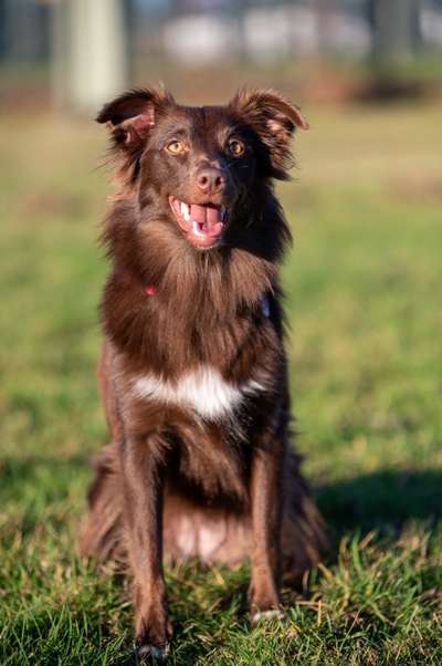 Aussies-Beitrag-Bild