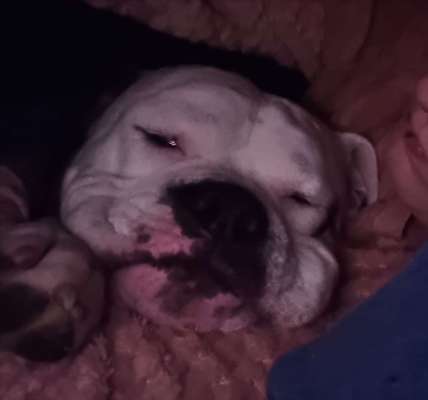 Wo sind meine AMERICAN BULLDOGS?-Beitrag-Bild