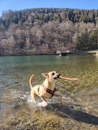 Dogorama-Monats-Challenge-Mai "Wasser"-Beitrag-Bild