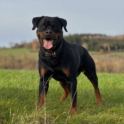 Hundetreffen-Freunde zum spielen gesucht-Bild