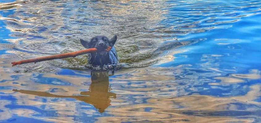 Welpen Bilder !-Beitrag-Bild