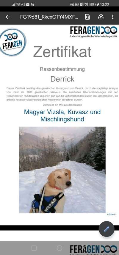 Mischlingshunde Foto Aufruf-Beitrag-Bild