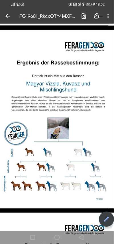 Mischlingshunde Foto Aufruf-Beitrag-Bild