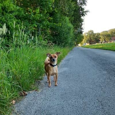 Hundetreffen-Hunderunde in Habach-Bild
