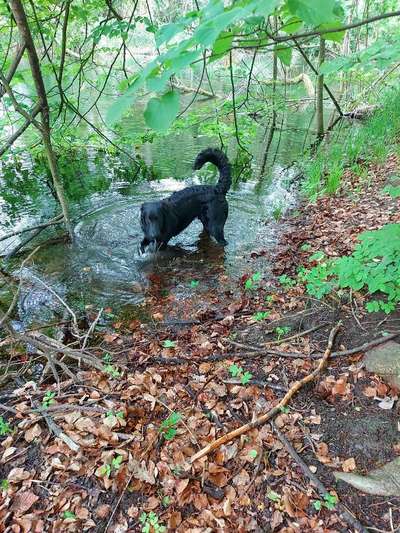 Dogorama-Monats-Challenge-Mai "Wasser"-Beitrag-Bild