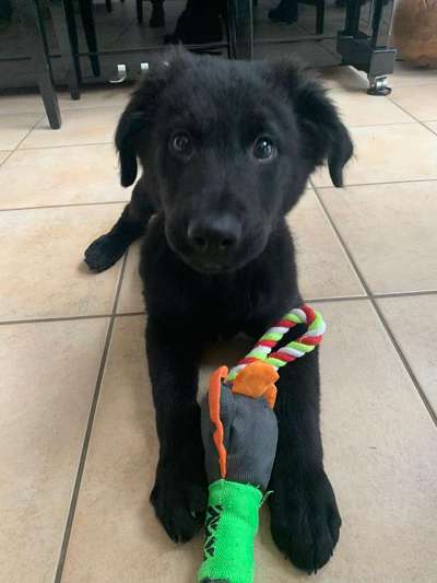 Welpen Bilder !-Beitrag-Bild