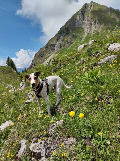 Ratonero Bodeguero Andaluz-Beitrag-Bild