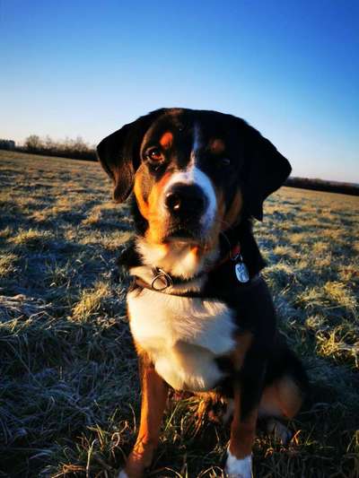 Appenzeller Sennenhunde-Beitrag-Bild