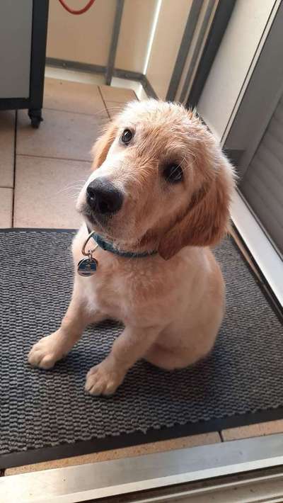 Welpen Bilder !-Beitrag-Bild