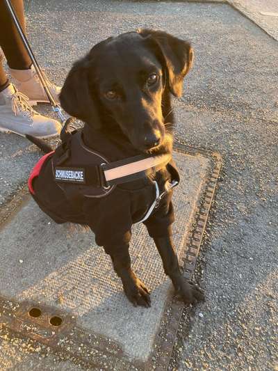 Hundetreffen-Entspannte gassi Runde zum kennenlernen und spielen-Bild