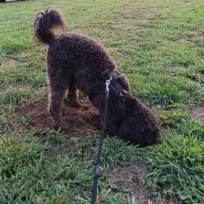 Hundetreffen-Gassirunde-Bild