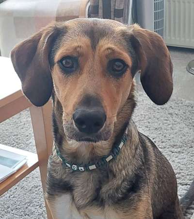 Hundetreffen-Spazierengehen und ggf. spielen-Bild