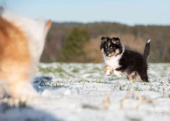 Shelties-Beitrag-Bild