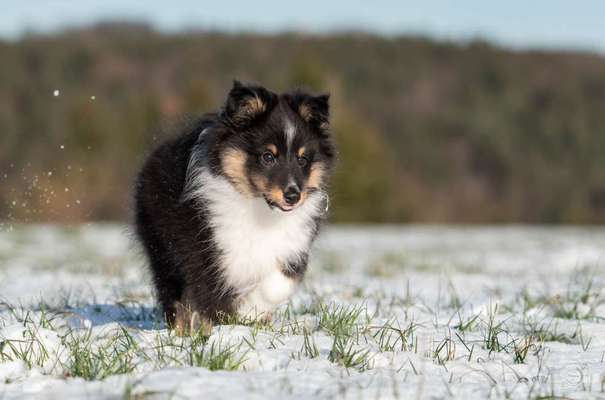 Shelties-Beitrag-Bild