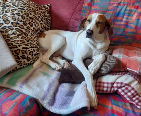 Seltene Rassen!-Beitrag-Bild