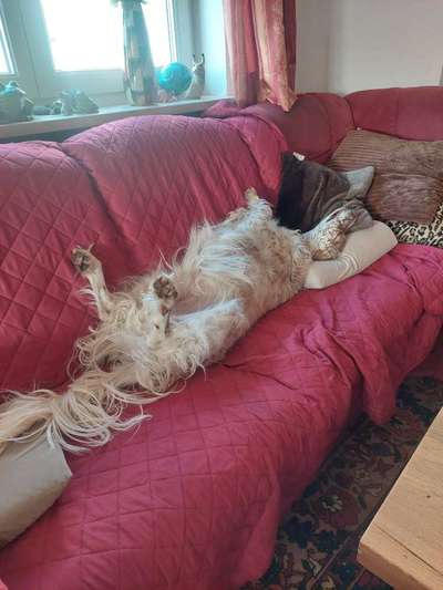 Seltene Rassen!-Beitrag-Bild