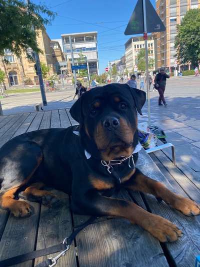 Rottweiler/-Mischlinge-Beitrag-Bild