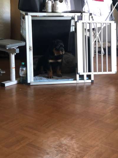 Buddy 10 wochen alter labrador-Beitrag-Bild