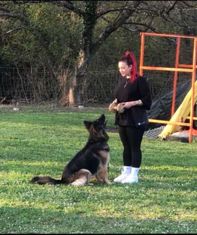 IGP- Fährten, Unterordnung, Schutzdienst-Beitrag-Bild