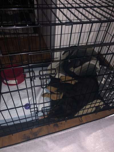 Buddy 10 wochen alter labrador-Beitrag-Bild