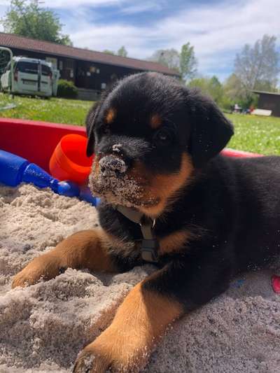 Welpen Bilder !-Beitrag-Bild