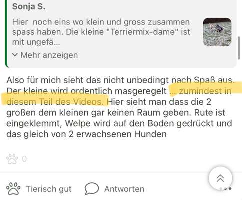 Wenn große Hunde und kleine Hunde wild toben...-Beitrag-Bild