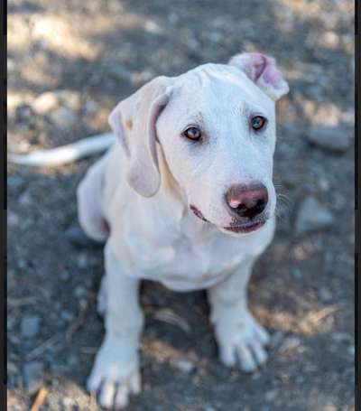 Mischlinge raten - Rätselspaß-Beitrag-Bild