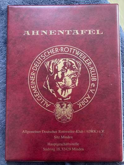 Wie finde ich den passenden Hund?-Beitrag-Bild