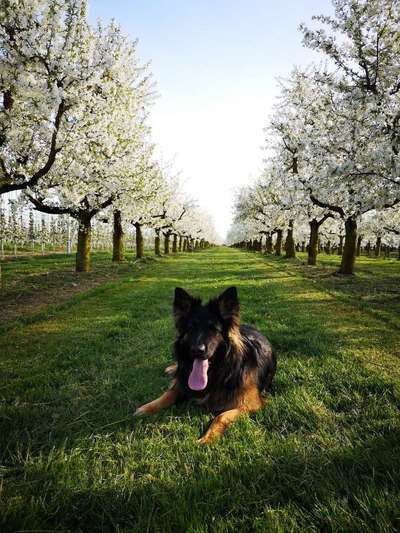 Die Dogorama Monats Challenge "Es grünt und blüht"-Beitrag-Bild