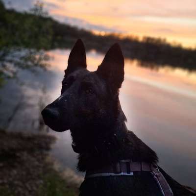 Hundetreffen-Social walk/ gemeinsamer Spaziergang Stadtwanderweg 10-Bild