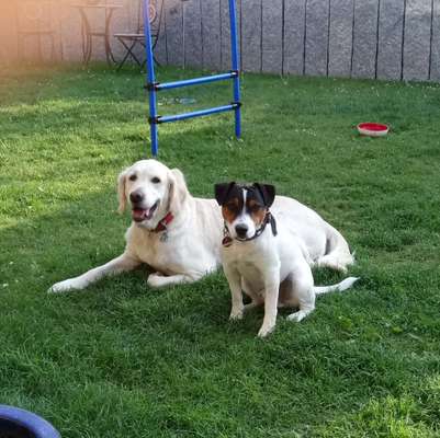 Bester Freund, Hundekumpel - zeigt her!-Beitrag-Bild