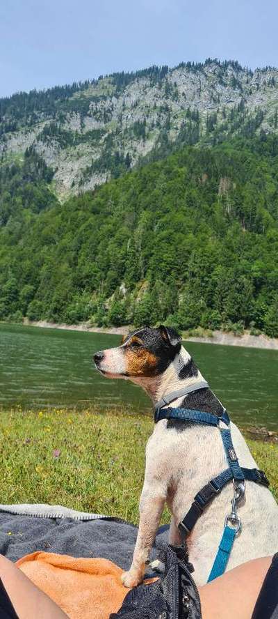 Jack Russell Terrier-Beitrag-Bild
